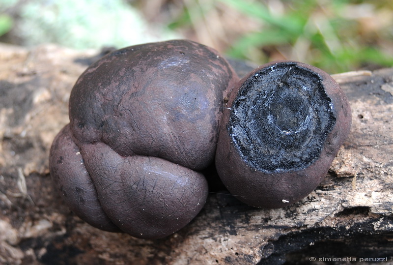 Aphyllophorales nella Tenuta di San Rossore